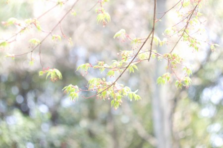 英文求职信模板二范文