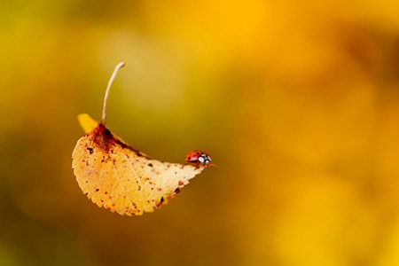 法院春节年拜联谊会主持人串词范文