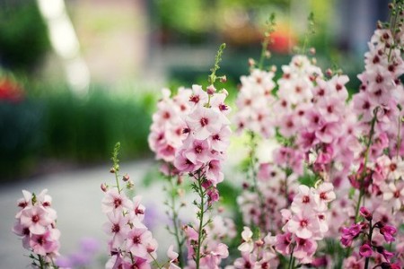 学生结婚祝福语范文