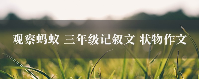 观察蚂蚁作文 三年级记叙文 状物4篇图1